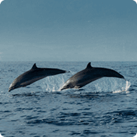 Wild Encounters